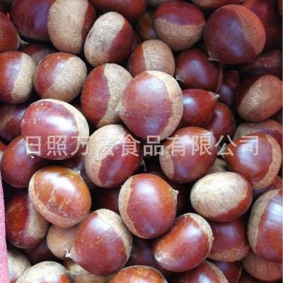 出口保鲜板栗,山东大板栗
