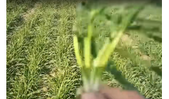 涉农作物种子4件!陕西省发布关于废止、撤销农业类部分行政规范性文件公告