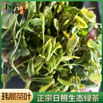 山东2026散装春茶 日照巨峰生态绿茶批发 卜落新芽日照绿茶价格
