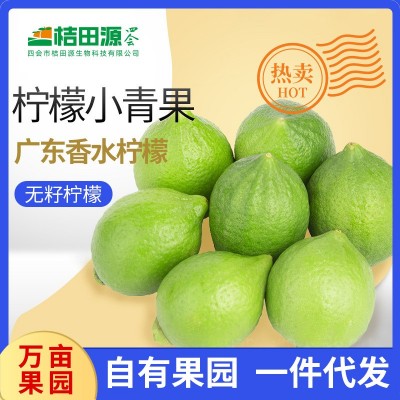 正宗产地广东香水柠檬小青果青柠奶茶店专用无籽青柠四季厂家直销