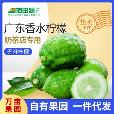 广东香水柠檬新鲜现摘香柠奶茶店专用一级青柠檬当季批发包邮整箱