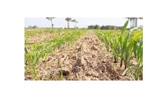 全国农技中心印发植保无人飞机施药防控玉米重大病虫害技术指导意见