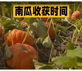 农业种植技术