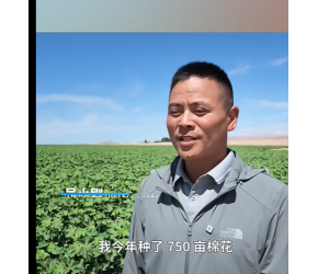 北斗导航植保无人机穿梭作业,新疆和硕棉田管护迭代升级