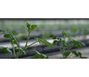 农业新尝试:水培种植西瓜与草莓套种,大棚利用率大幅提升
