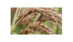 重大品种研发推广应用一体化项目实施方案