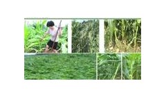 夏花生开花下针期田间管理技术→
