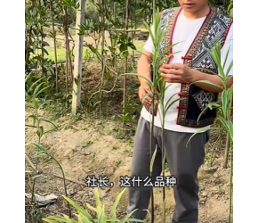 你知道哪种黄精更适合农业种植吗