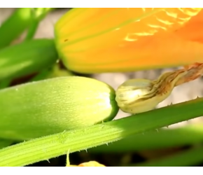【西葫芦】的一生|现代农业种植和收获西葫芦|蔬菜中的钙片