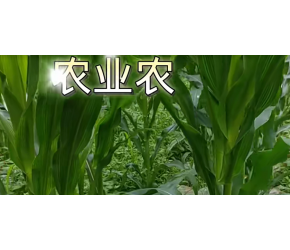 农业农村:玉米、辣椒和缸豆种植过程