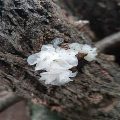 银耳青川椴木白木耳食用菌特产干货无根木耳糯耳一烧即糯青川银耳