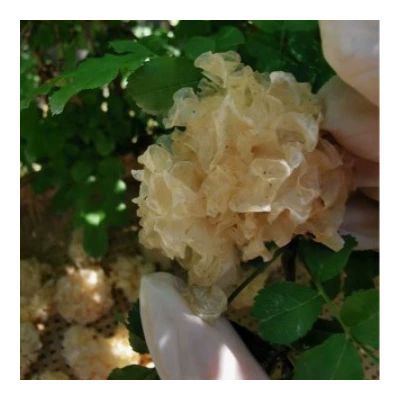 银耳新品四川银耳椴木银耳无流雪耳糯耳干货白木耳包邮糯耳 优质