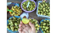 这野果云南特有,俗称“多依果”,蘸辣椒面酸辣爽口,遇到尝尝!