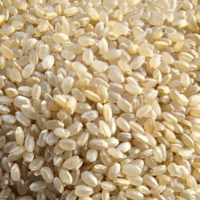 东北新粮现货糙米农家自种低脂杂粮粗粮圆粒糙米胚芽米50斤商用