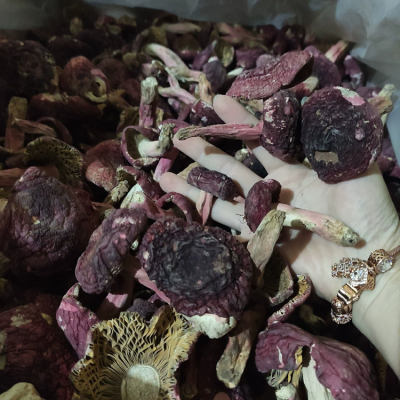 新货福建三明蓝底大红菇500g香菇红蘑菇红椎菌干货月子菇